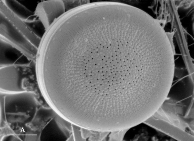  diatiom SEM image wd 48mm