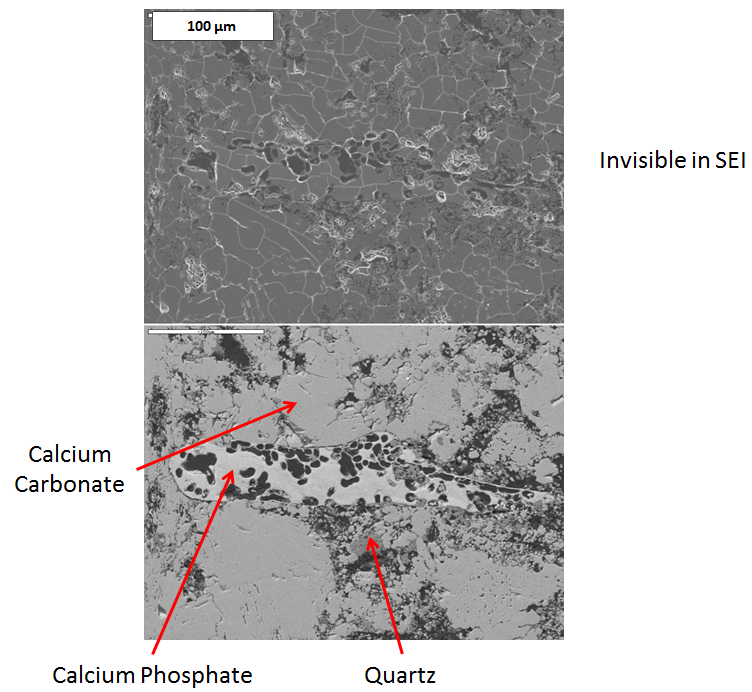 BSE and SE image: Fossil inside a tertiary limestone