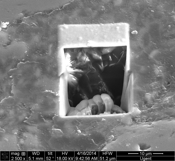 FibSEM image example2